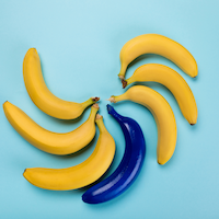 Blauwe banaan valt op tussen de gele bananen.